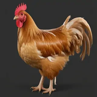 chicken transparent