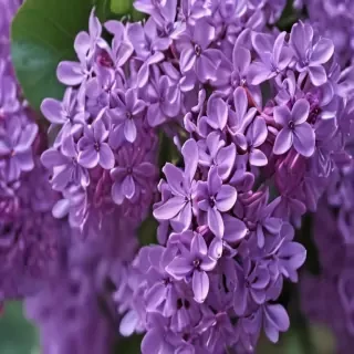 lilac iphone wallpaper