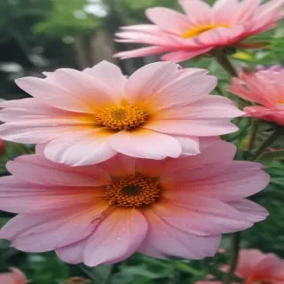 summer flowers wallpaper iphone