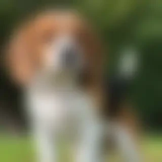 beagle  dog breed