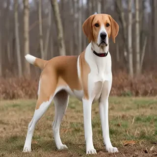 american lab foxhound