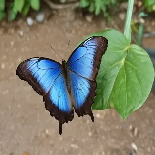 blue morpho butterfly