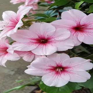 beautiful penic