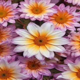 aesthetic flower background