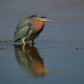 green heron