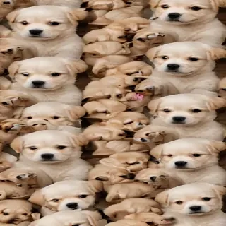 puppies for backgrounds