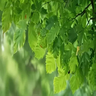 green leaf background