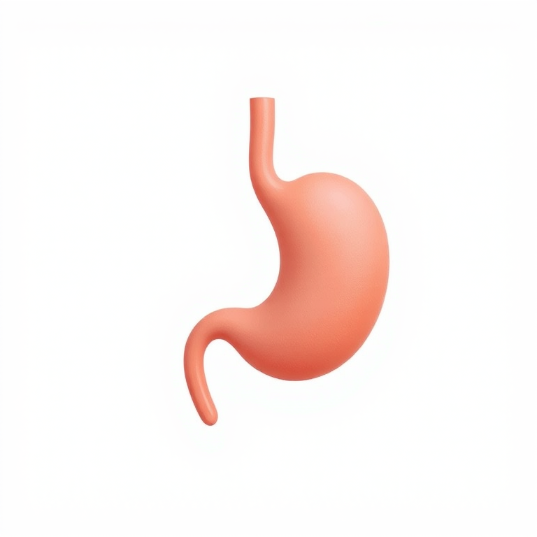 Create a high-quality illustration of a human stomach in a minimalist style, using a Canon EOS 5D Mark IV with a 50mm lens, aperture set to f/2.8, ISO 100, and a clean white background for clarity.