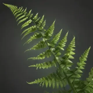 transparent fern png