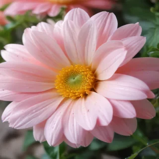 cute flower wallpapers