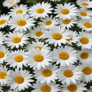 daisies png