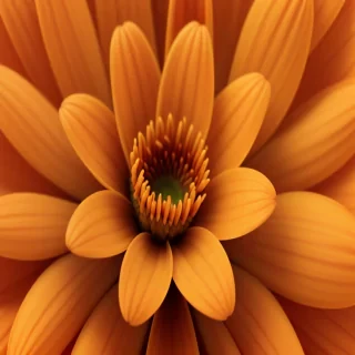 orange flower background