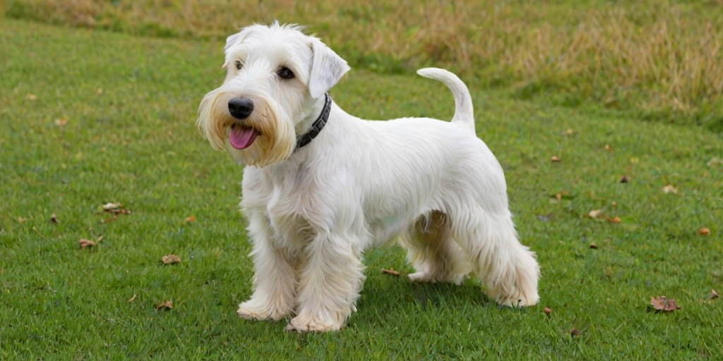 sealyham terrier
