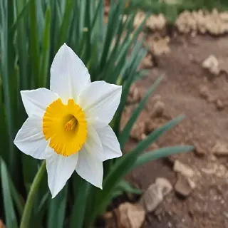 daffodil flower