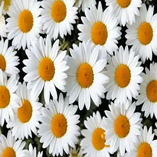 daisy background wallpaper