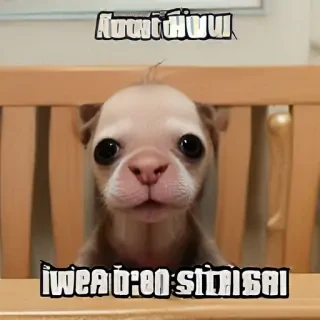 funny pictures