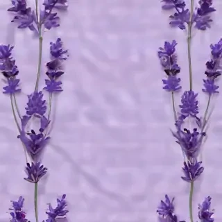 aesthetic lavender wallpaper
