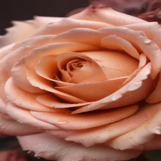 rose gold iphone background