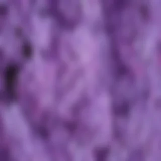 lilac background