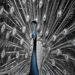 peacock black and white