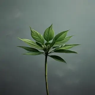 plant iphone wallpaper