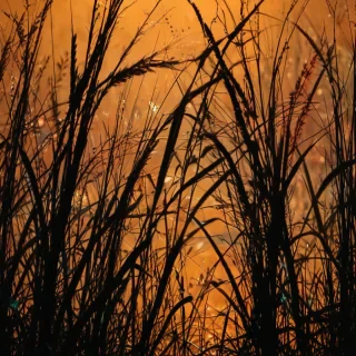 grass silhouette