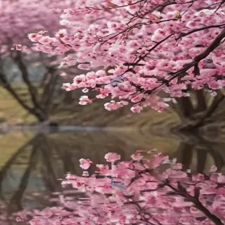 cherry blossom backgrounds