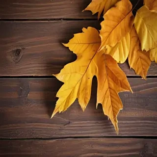 fall iphone wallpaper