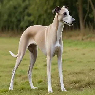 greyhound dog breed