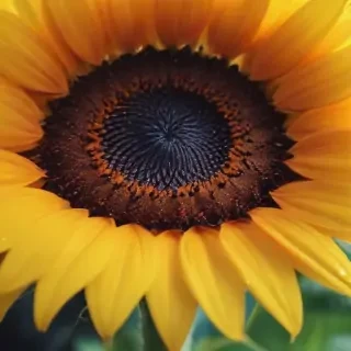 iphone cute sunflower wallpaper