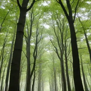 trees transparent