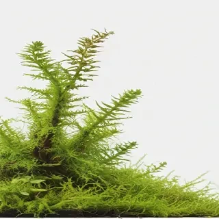 moss png