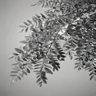 eucalyptus clipart black and white