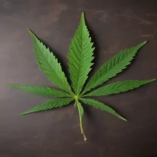 marijuana leaf