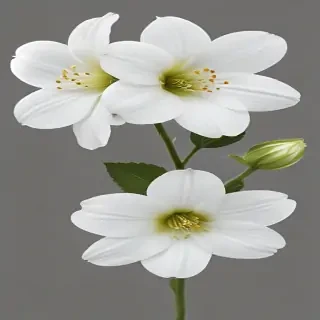 white flower transparent background