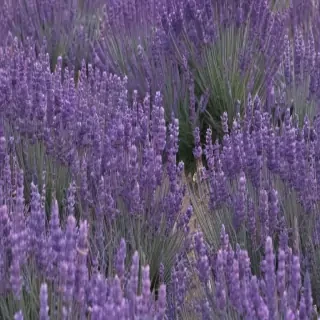 lavender background