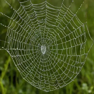 spiderweb