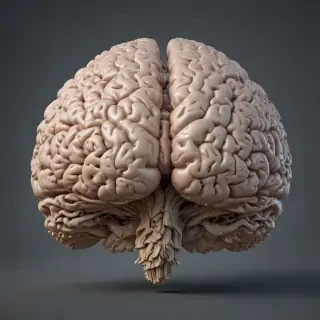 brain transparent background