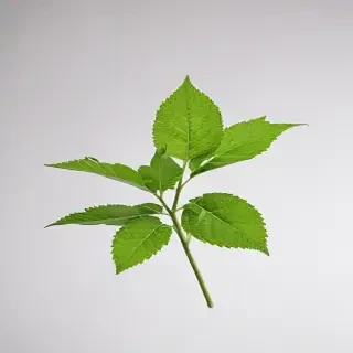 green on white background