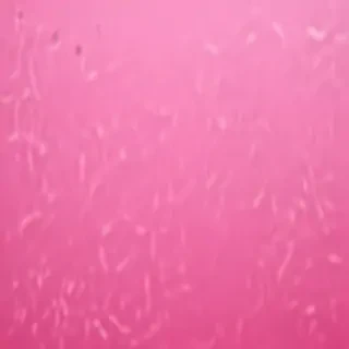 pink zoom backgrounds
