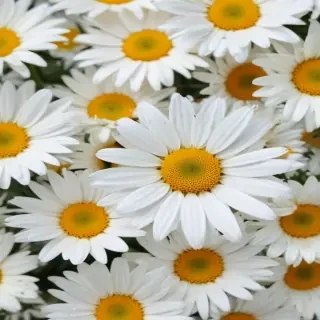 daisy wallpaper for desktop
