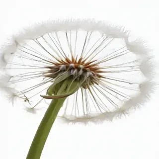 dandelion png