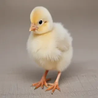 transparent chick