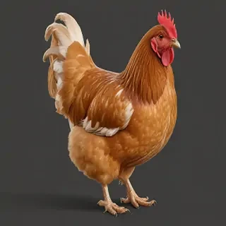 chicken png