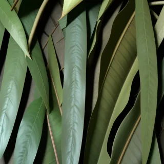 eucalyptus leaves png