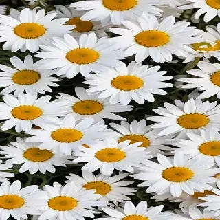 daisies png