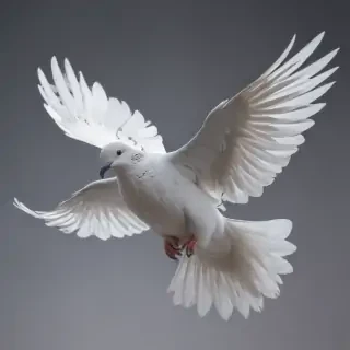 png dove
