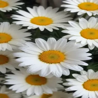 daisy wallpaper iphone