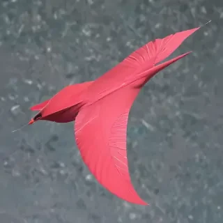 swoosh