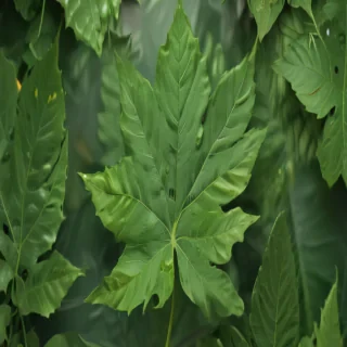 green leaf design